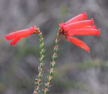 Imagem de <i>Erica <i>cerinthoides</i></i> subsp. cerinthoides