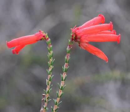 Image of <i>Erica <i>cerinthoides</i></i> subsp. cerinthoides