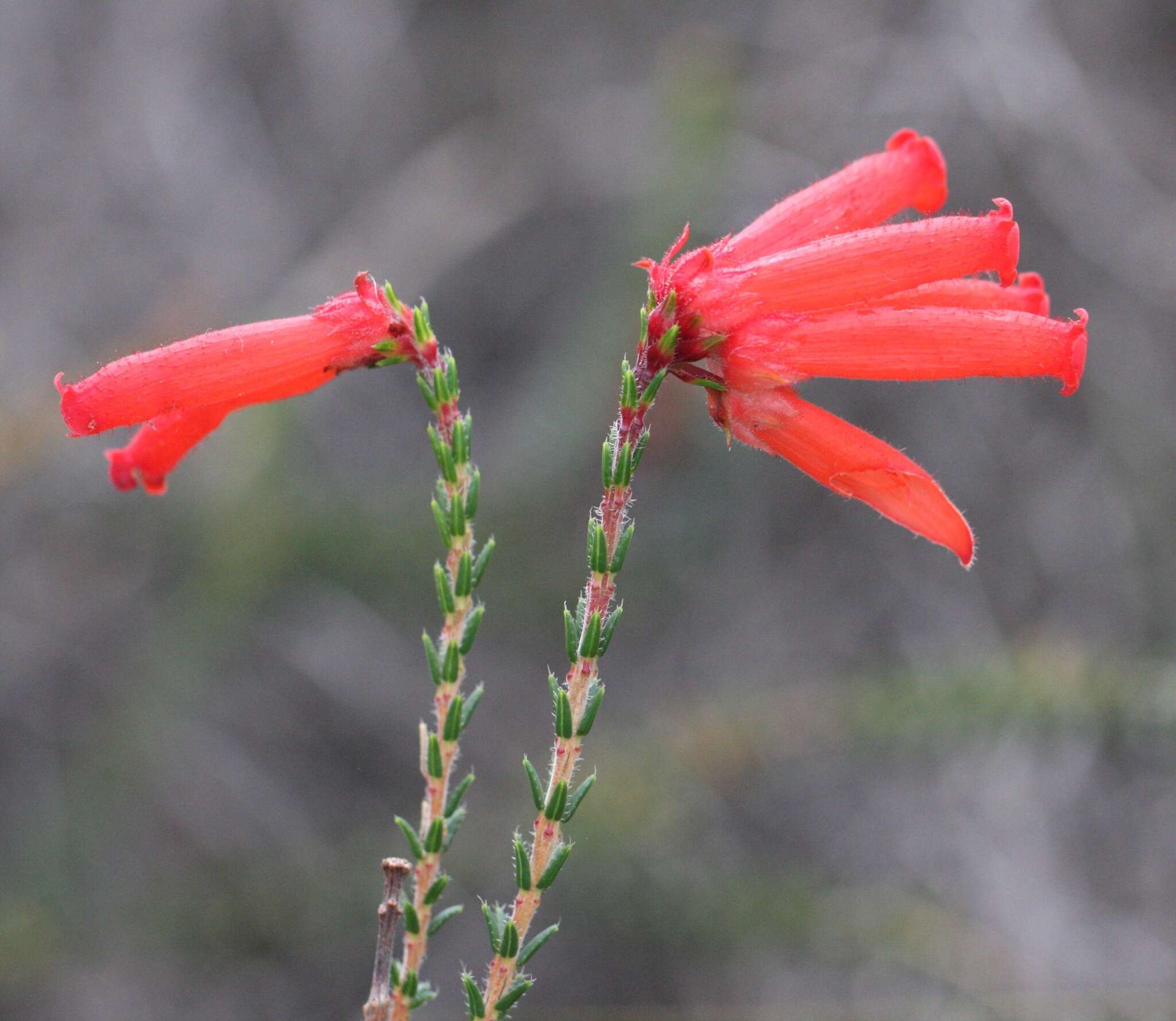 Imagem de <i>Erica <i>cerinthoides</i></i> subsp. cerinthoides