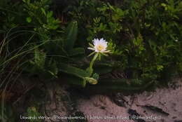 Image de Cereus fernambucensis subsp. fernambucensis