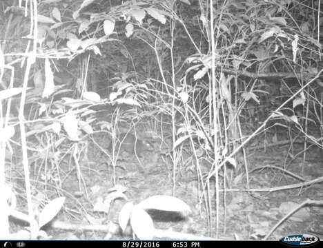 Image of Mexican Agouti