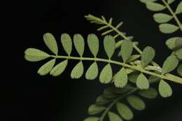 Image of Florida prairie-clover