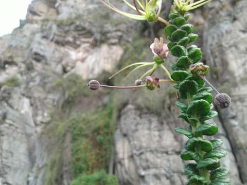 Image of Cleome anomala Kunth