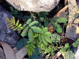 Image of Acacia constablei Tindale