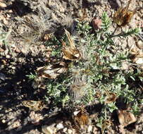 Image of Pteronia staehelinoides DC.