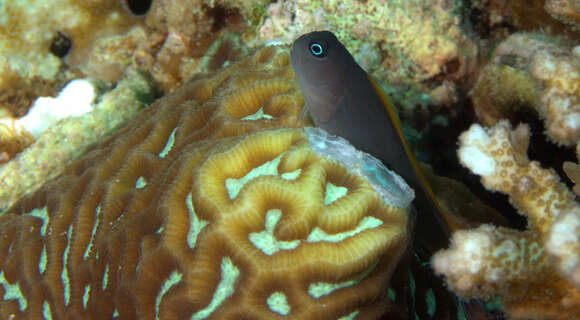 Image of Blackspot coralblenny