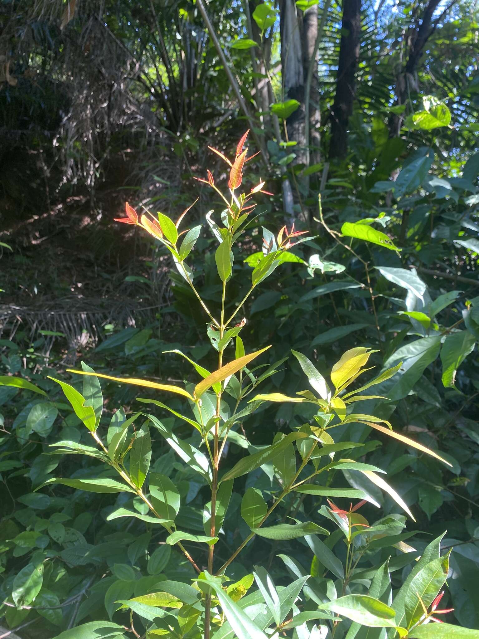 Image of Syzygium myrtifolium Walp.