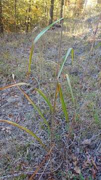 Image of Silver Plume Grass