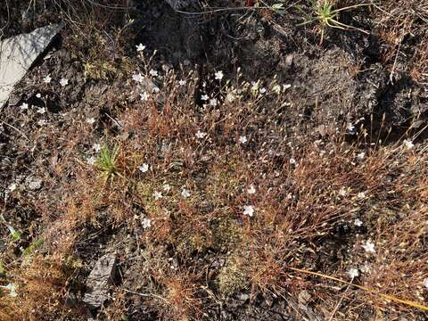 Image of slender stitchwort