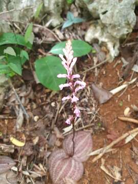 Imagem de Cynorkis tryphioides Schltr.