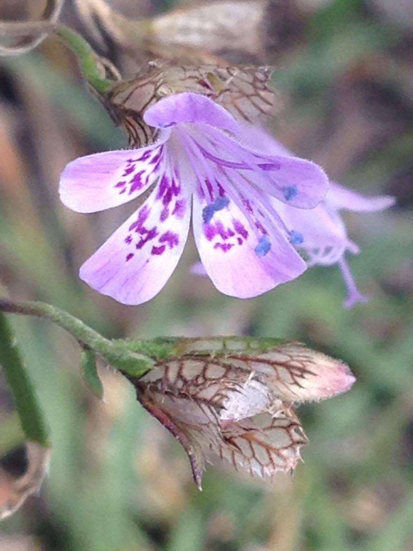 Image of Loeselia coerulea (Cav.) G. Don