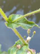 Imagem de Hieracium amplexicaule subsp. spelaeum (Arv.-Touv.) Zahn