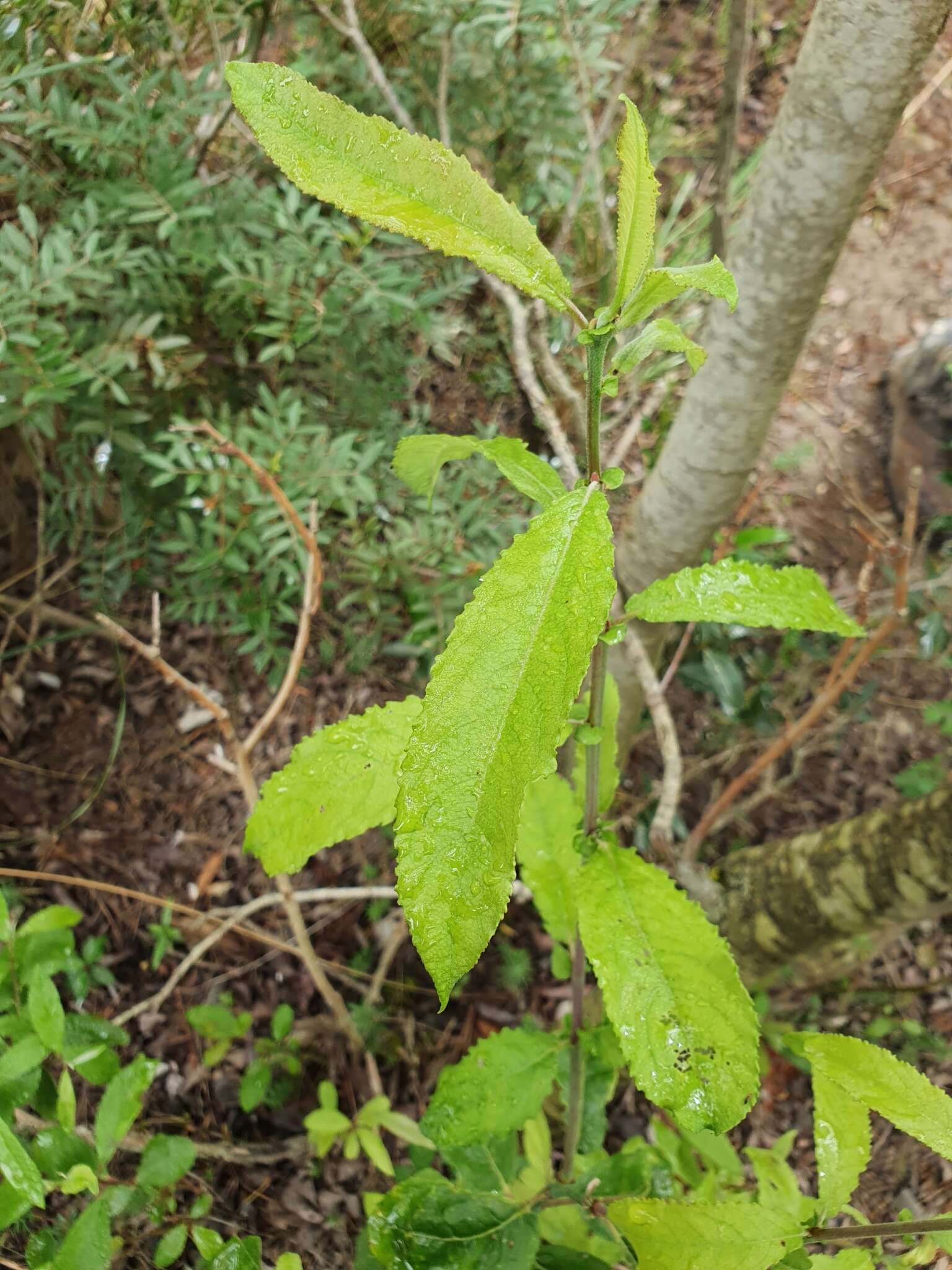 Image de Saule Pédicellé