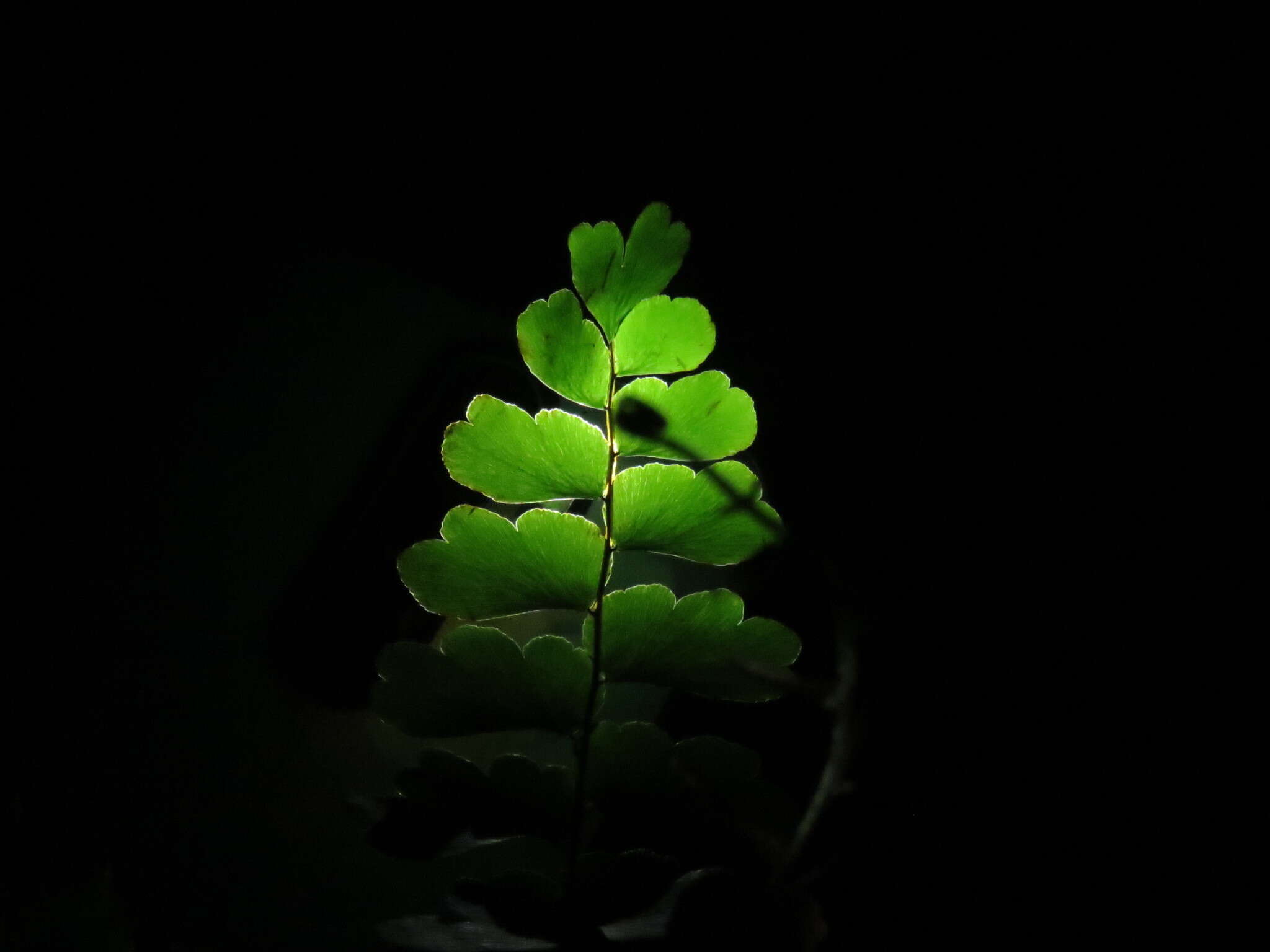 Image of Adiantum soboliferum Wall.