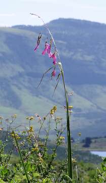 Image of Dierama pulcherrimum (Hook. fil.) Baker