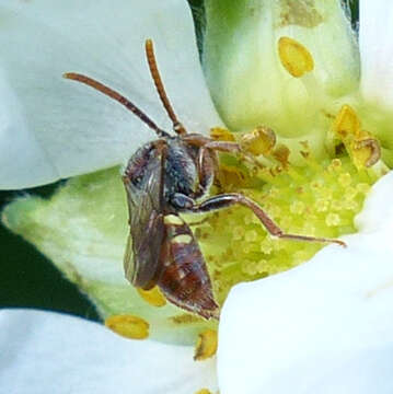 Image of Nomada cuneata (Robertson 1903)