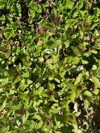 Image of Epilobium australe Poepp. & Hausskn.