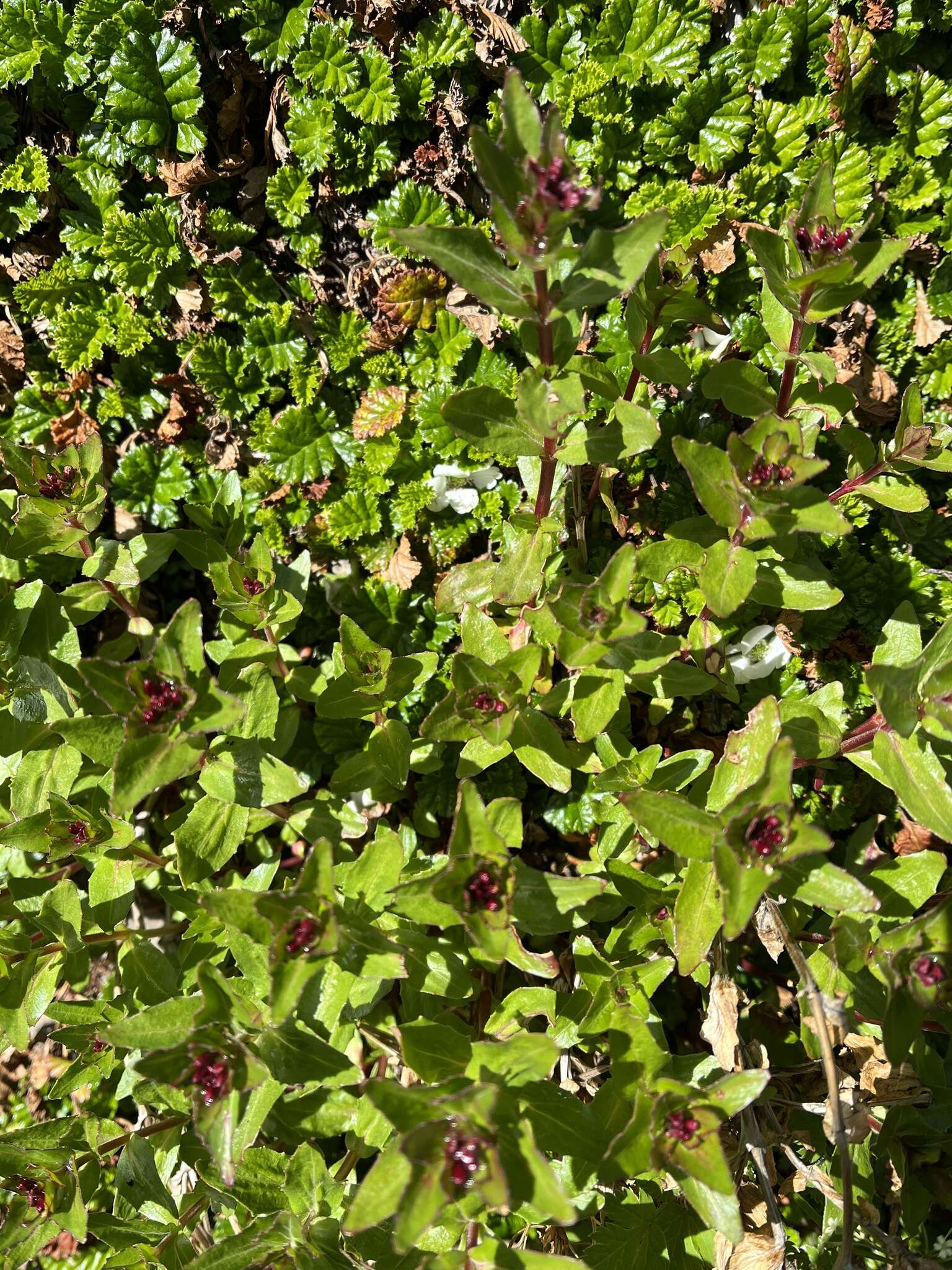 Слика од Epilobium australe Poepp. & Hausskn.