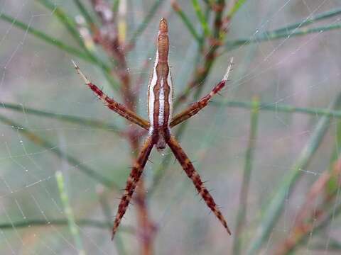 Image de Argiope probata Rainbow 1916