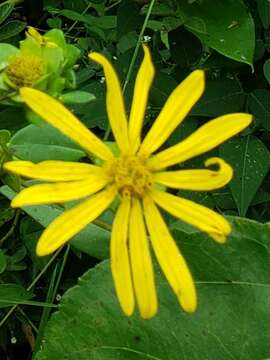 Silphium asteriscus var. latifolium (A. Gray) J. A. Clevinger resmi