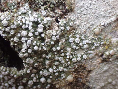 Image of pore lichen