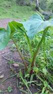 Imagem de Trillium chloropetalum (Torr.) Howell