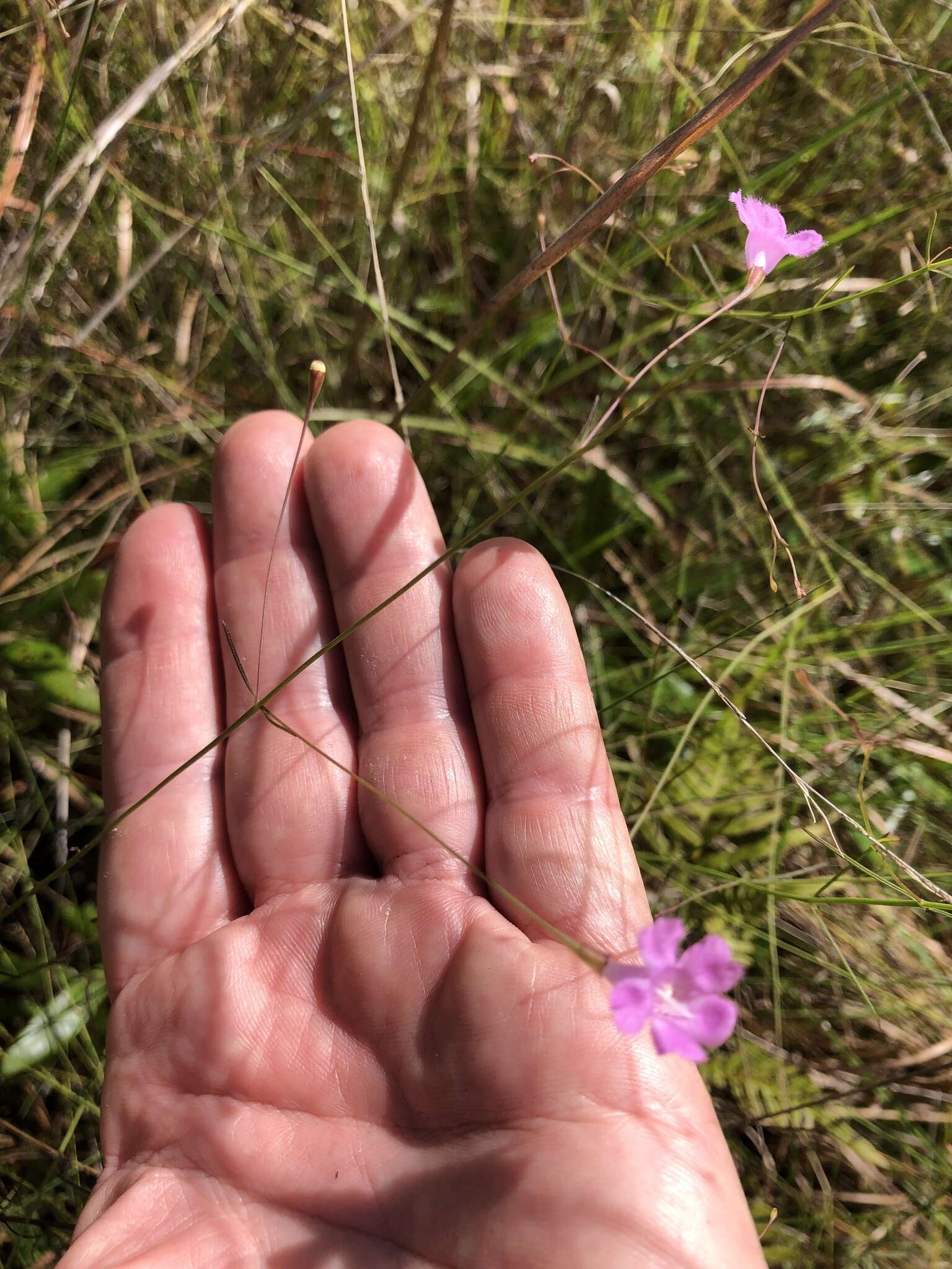 Image of twoline false foxglove