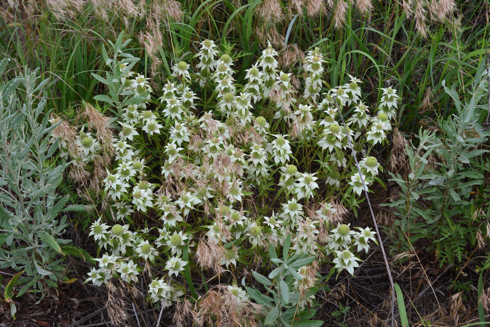 Imagem de Monarda punctata var. punctata