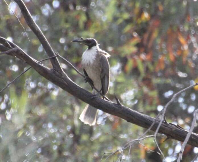 Image of Noisy Friarbird