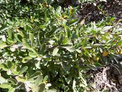 Image de Pyracantha fortuneana (Maxim.) H. L. Li