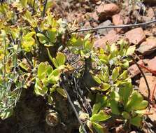 Image of Tylecodon paniculatus (L. fil.) H. Tölken