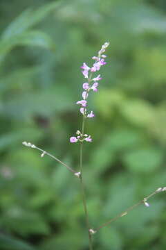 Plancia ëd Hylodesmum podocarpum (DC.) H. Ohashi & R. R. Mill