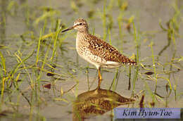 Image of Wood Sandpiper