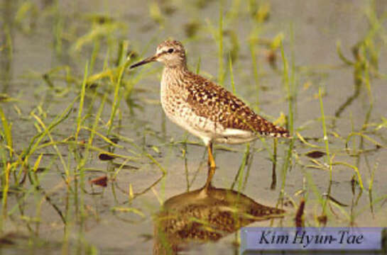 Image of Wood Sandpiper