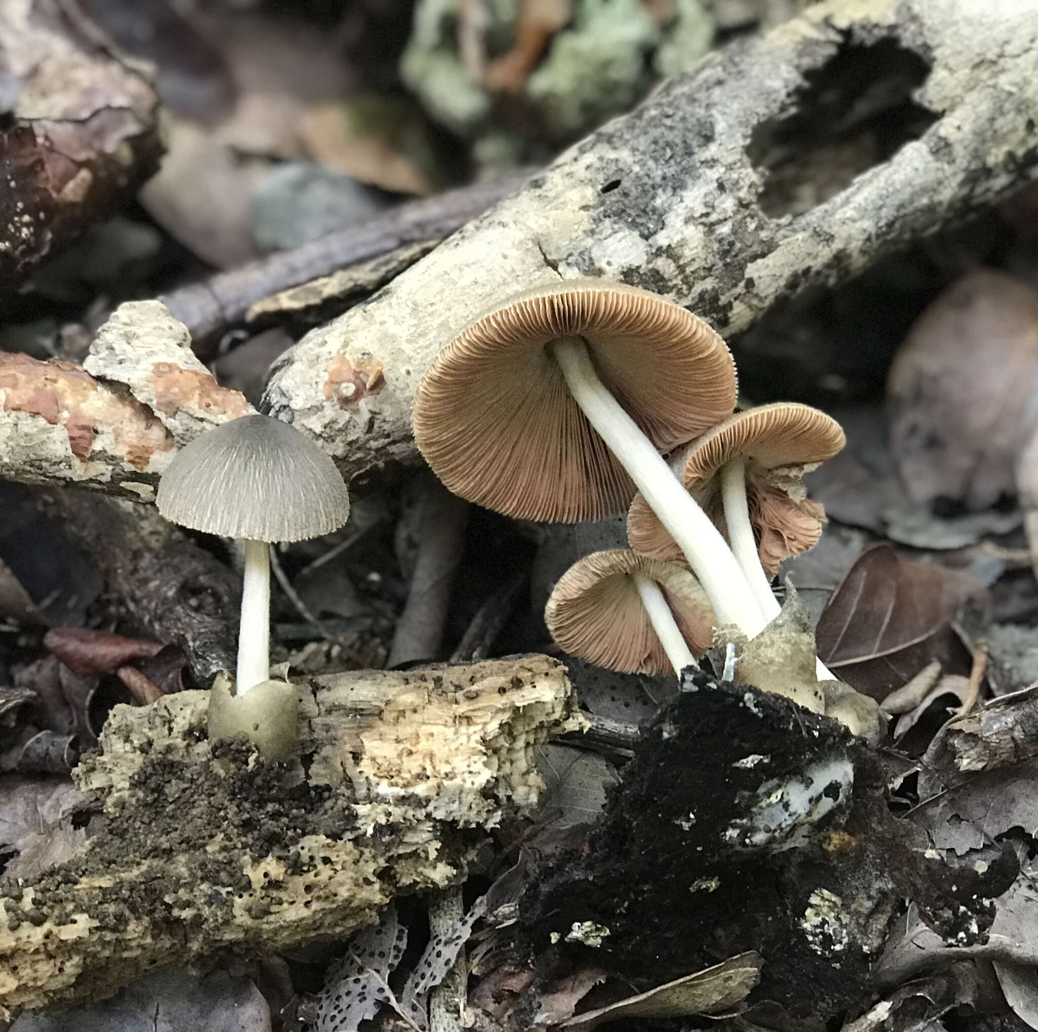 Image of Volvariella cubensis (Murrill) Shaffer 1957