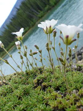 Plancia ëd Cherleria obtusiloba (Rydb.) A. J. Moore & Dillenb.