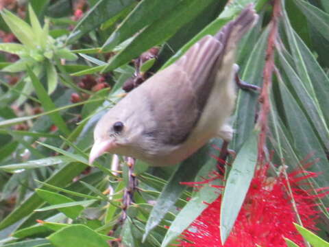 Image of Pale-billed Flowerpecker