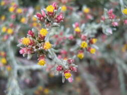 Image of Helichrysum asperum var. albidulum (DC.) Hilliard