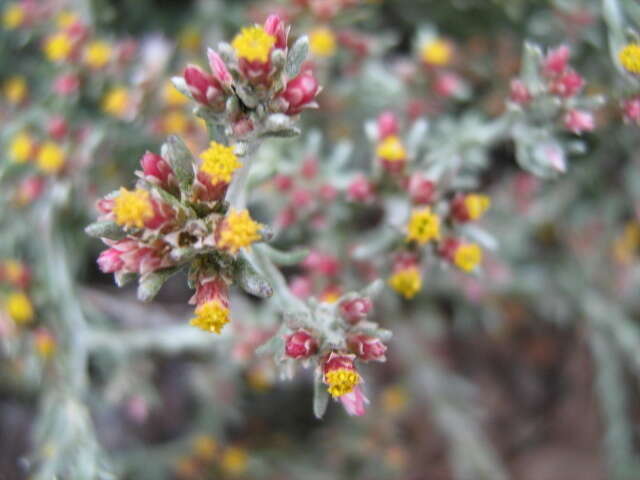 Image of Helichrysum asperum var. albidulum (DC.) Hilliard