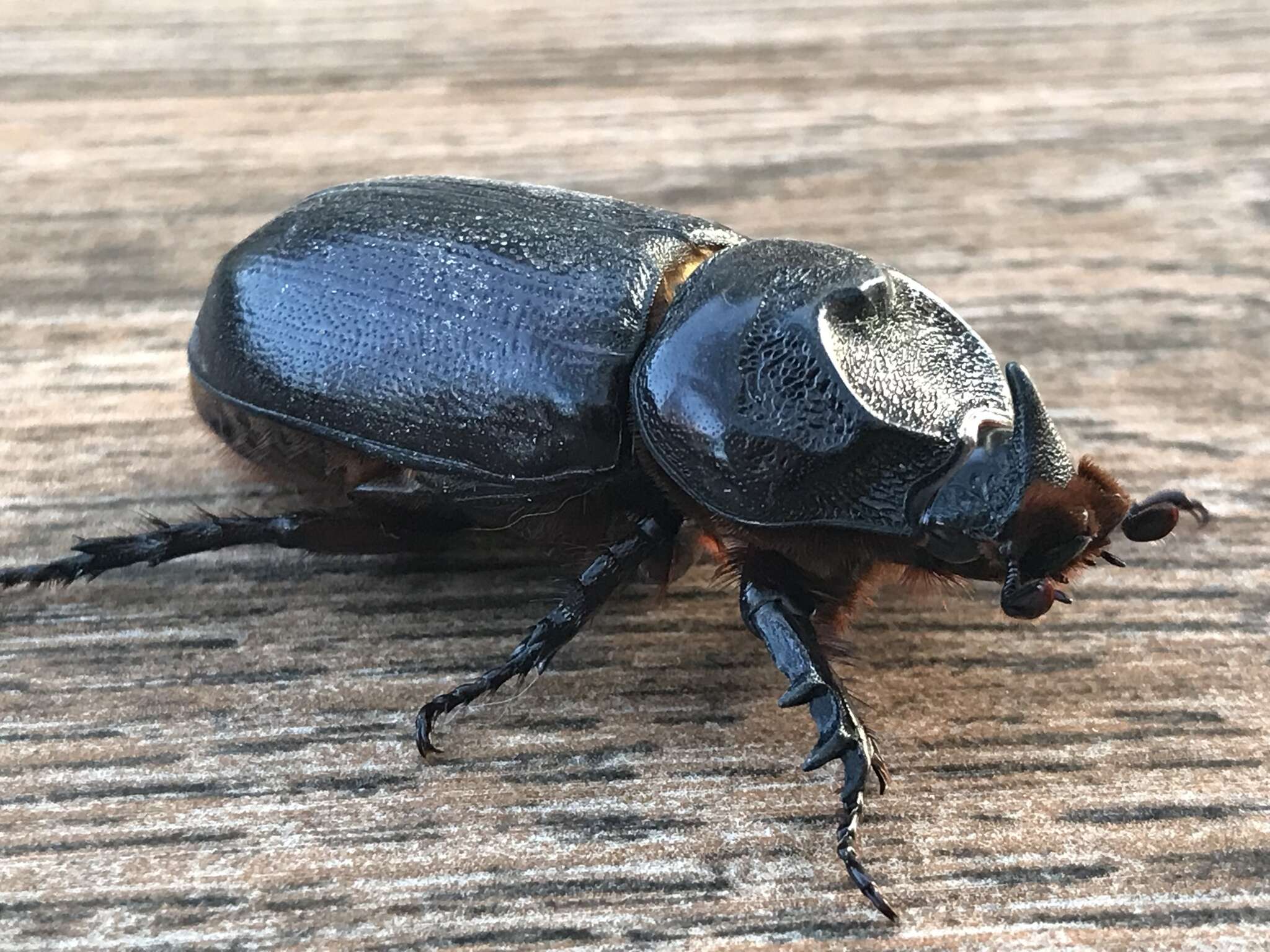 Image of Asian rhinoceros beetle