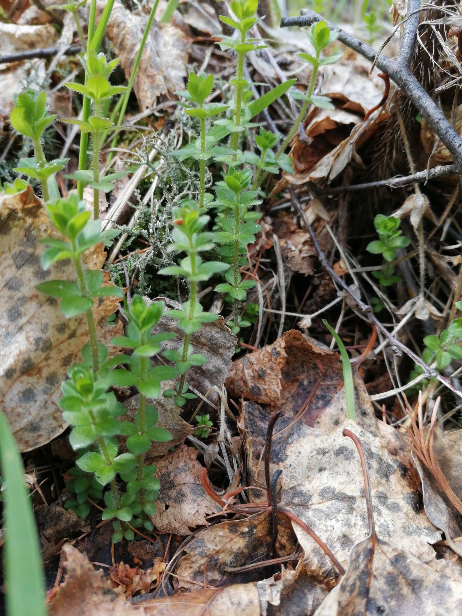 Image of Cruciata glabra subsp. krylovii (Iljin) E. G. Naumova