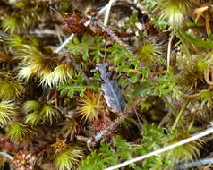 Image of Neocicindela parryi (White 1846)