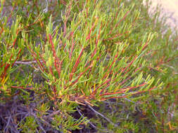 Image de Dodonaea hexandra F. Müll.