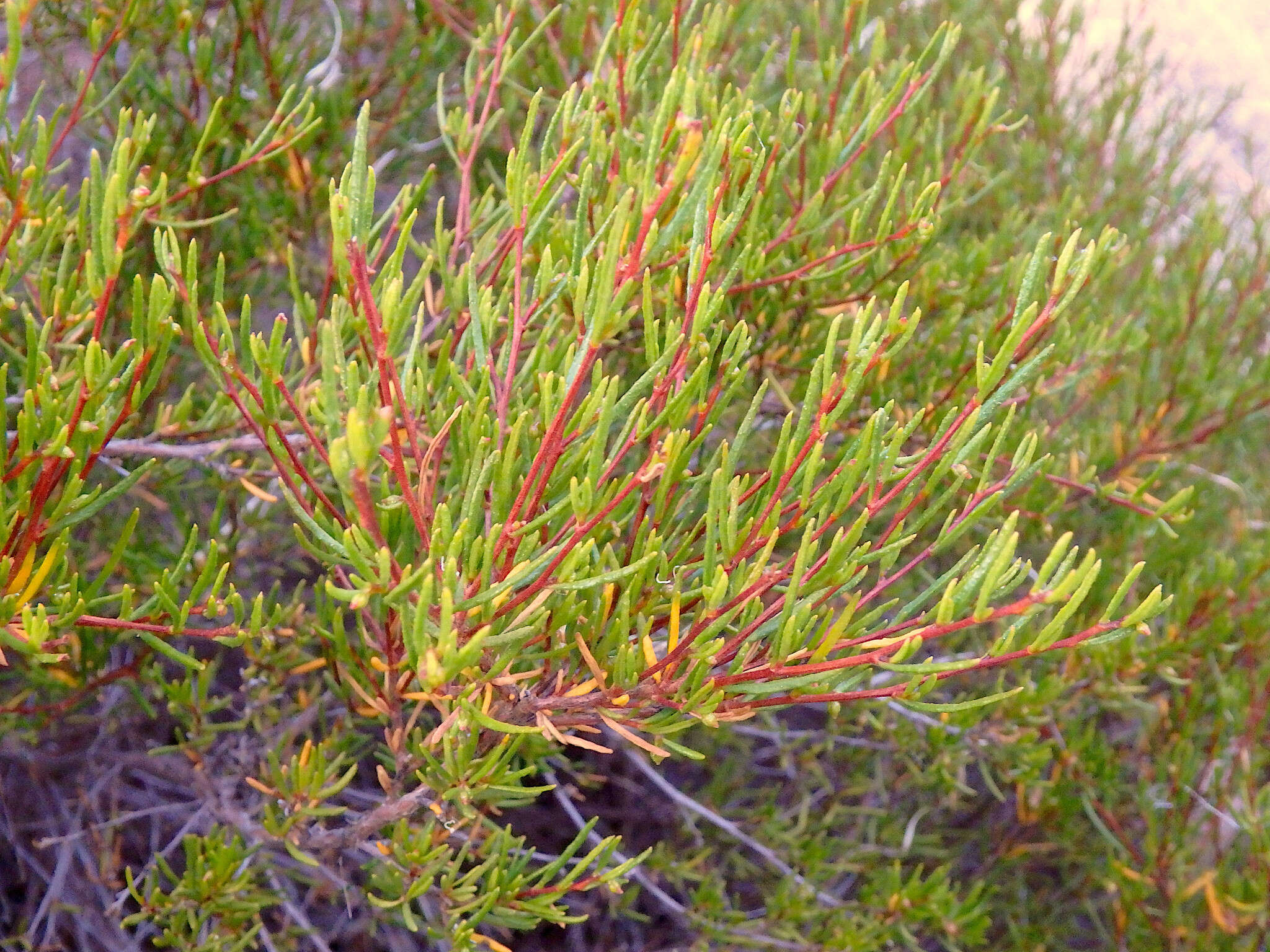 Image de Dodonaea hexandra F. Müll.