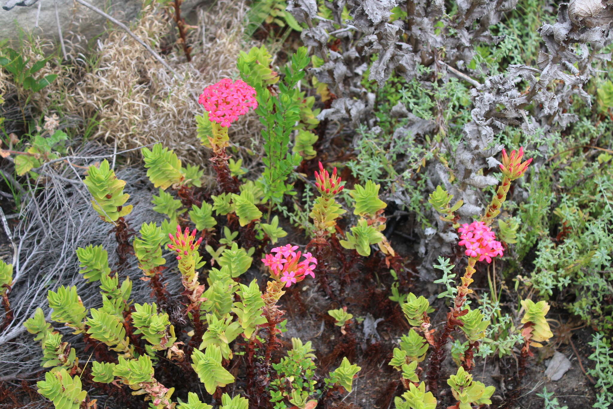 Image of Crassula coccinea L.