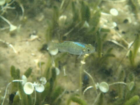 Image of Durophage pupfish