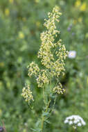 Image of Thalictrum simplex L.