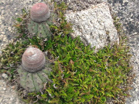 Imagem de Melocactus bahiensis (Britton & Rose) Luetzelb.