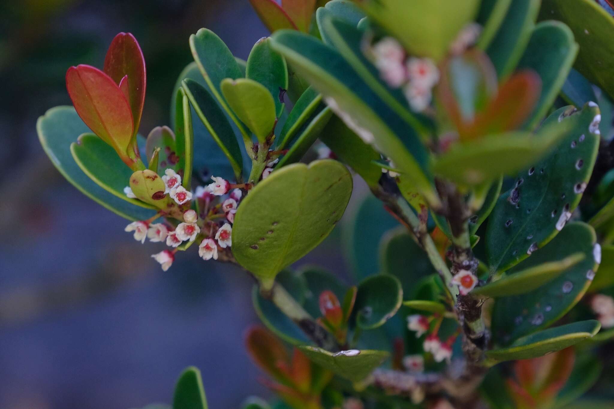 Sivun Cassine parvifolia Sond. kuva