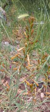 Image of Asphodeline brevicaulis (Bertol.) J. Gay ex Baker